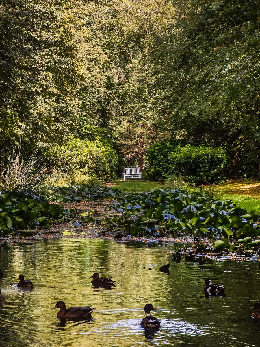 Het grand canal met eenden in de tuin van Huis Overcingel