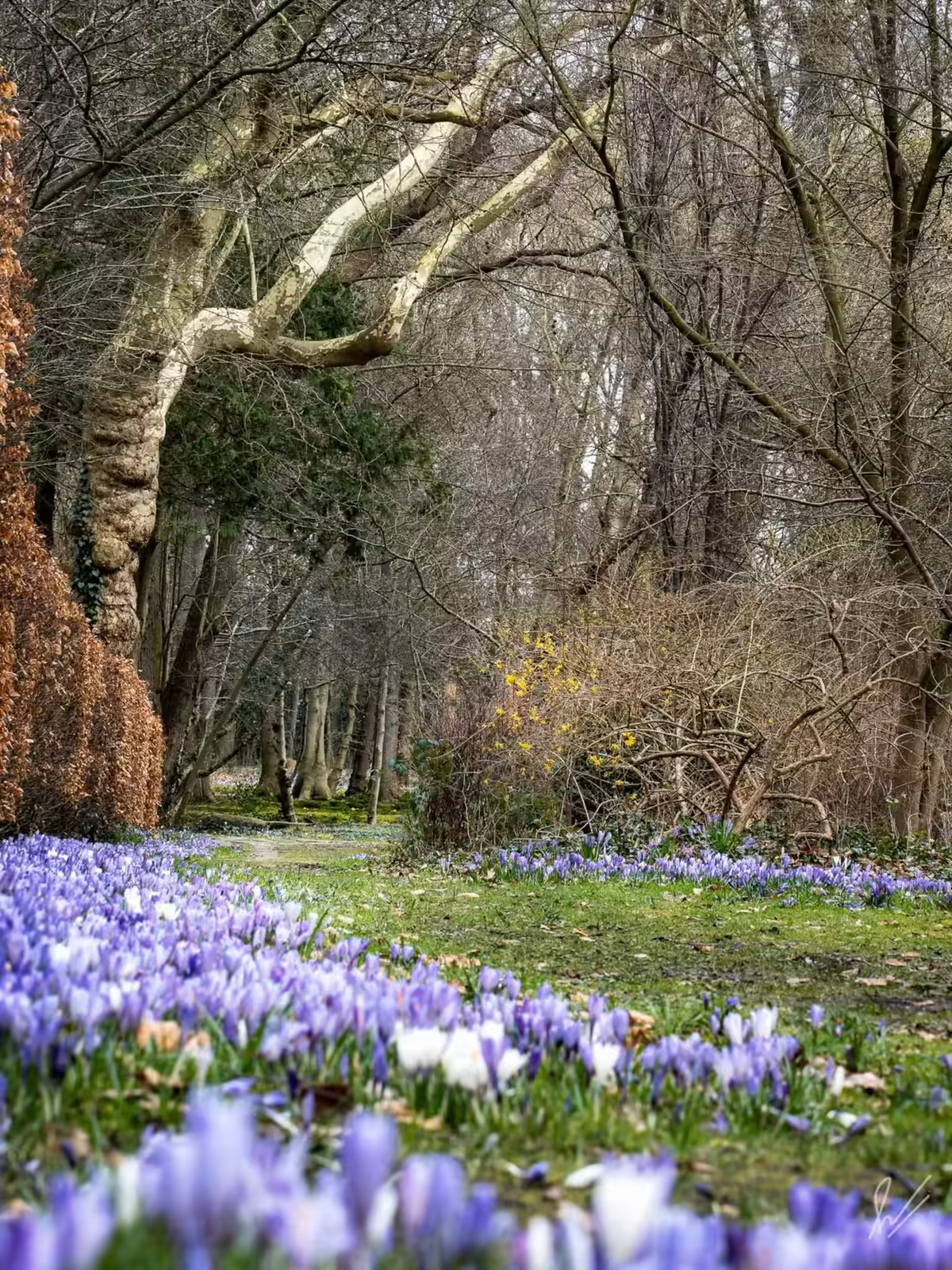 Tuin van Huis Overcingel met krokussen in voorjaar