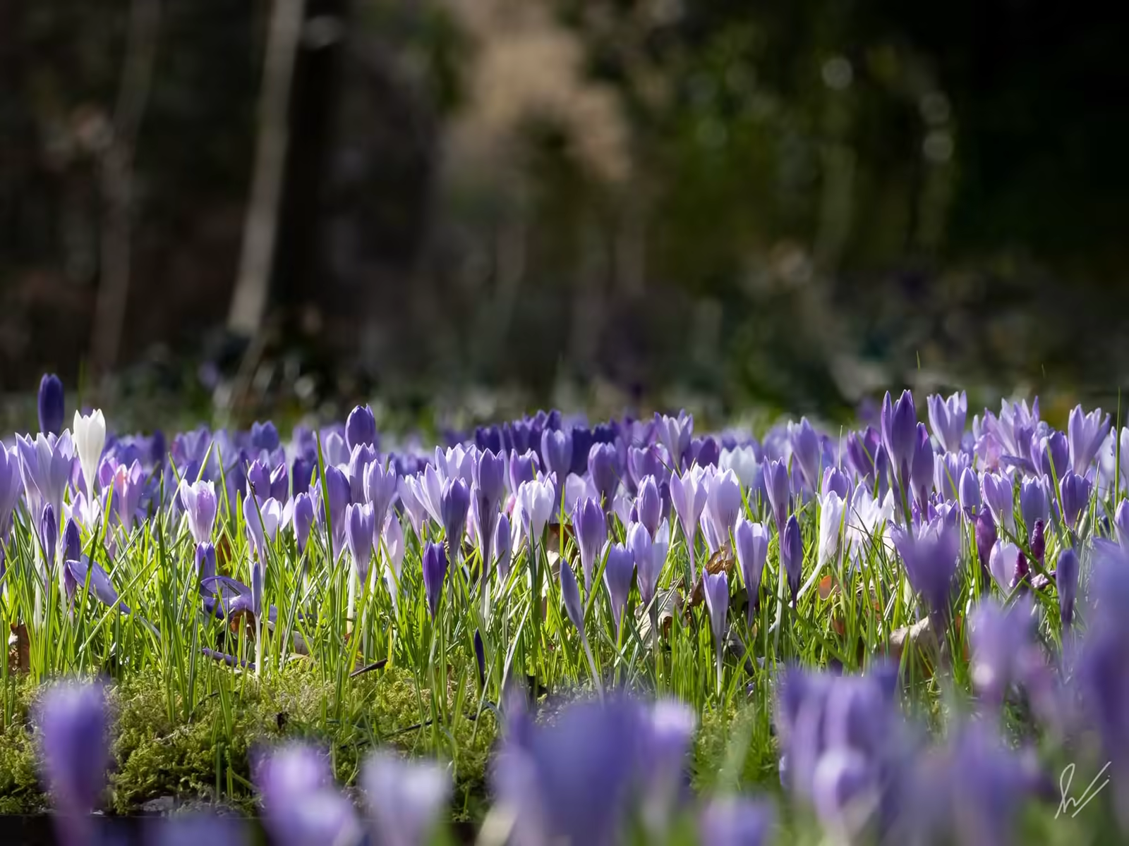 Veld van paarse en witte krokussen in bloei