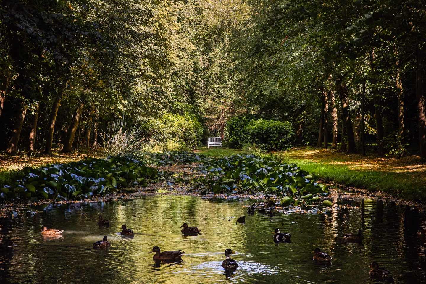 Grand canal met eenden in de tuin van Huis Overcingel, Assen